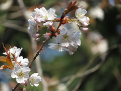 Prunus jamasakura