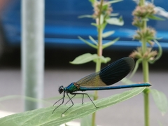 Calopteryx splendens
