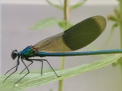 Calopteryx splendens