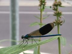 Calopteryx splendens