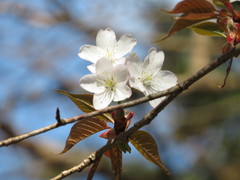 Prunus jamasakura