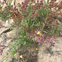 Amblyopappus pusillus