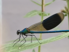Calopteryx splendens