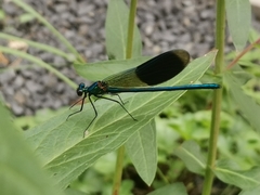 Calopteryx splendens