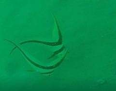 Eques lanceolatus