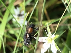 Eriothrix rufomaculata