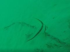 Eques lanceolatus