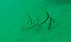 Eques lanceolatus