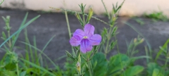 Ruellia ciliatiflora