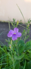 Ruellia ciliatiflora