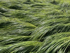 Carex buekii