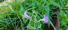 Ruellia ciliatiflora