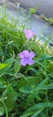 Ruellia ciliatiflora