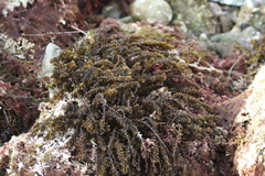 Sargassum agardhianum