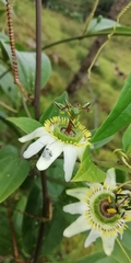 Passiflora cuspidifolia