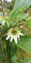 Passiflora cuspidifolia