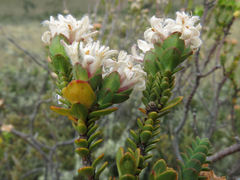 Pimelea traversii