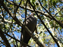 Patagioenas plumbea