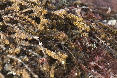 Sargassum agardhianum