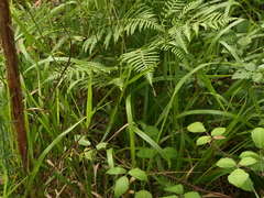 Brachypodium pinnatum