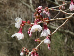 Prunus jamasakura