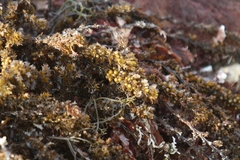 Sargassum agardhianum