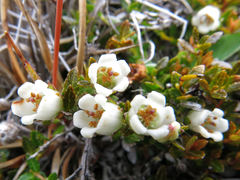 Gaultheria parvula