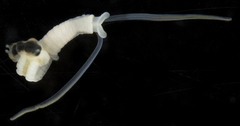 Mesochaetopterus minutus