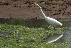 Ardea alba melanorhynchos