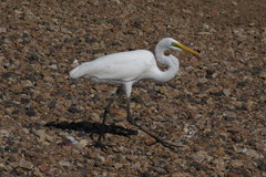 Ardea alba melanorhynchos