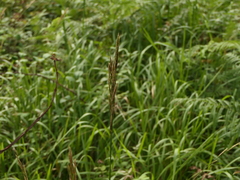 Brachypodium pinnatum