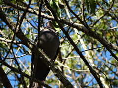 Patagioenas plumbea