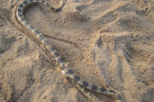 Hydrophis elegans