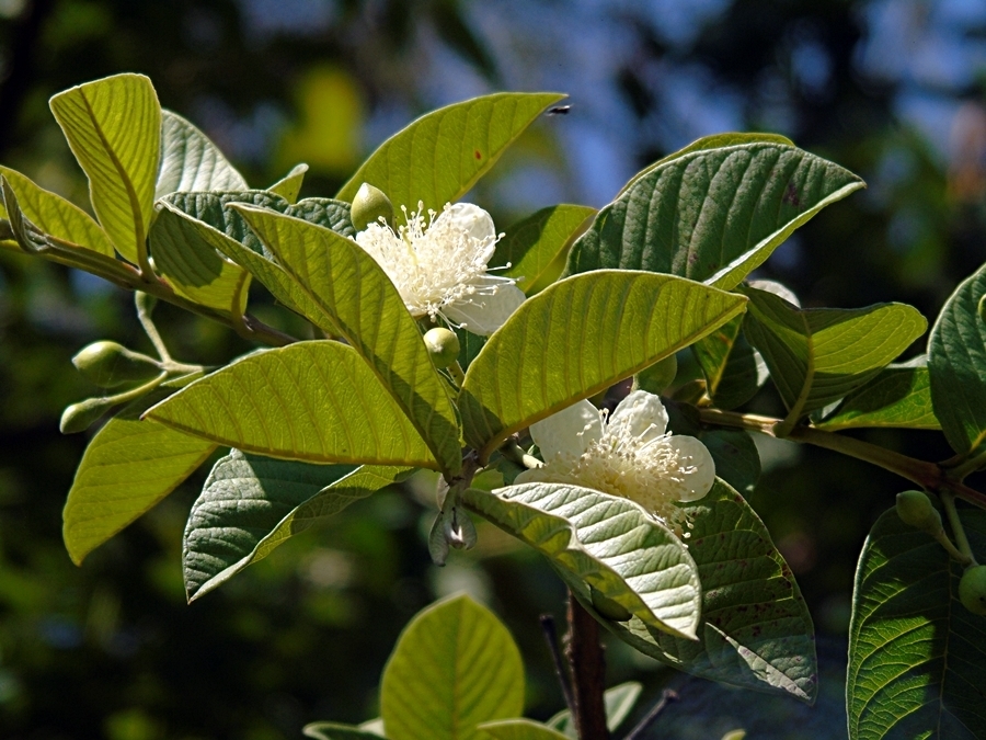 guavas