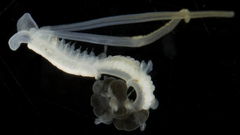 Mesochaetopterus minutus