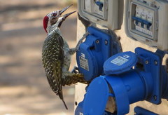 Campethera bennettii