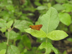 Oriens goloides