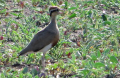 Cursorius temminckii