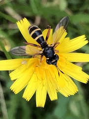 Conops flavipes