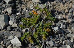 Gingidia decipiens