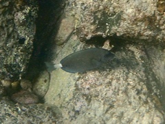 Prionurus microlepidotus