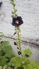Alcea rosea