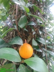 Ficus punctata