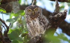 Glaucidium perlatum