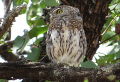 Glaucidium perlatum