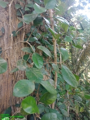 Ficus punctata