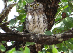 Glaucidium perlatum