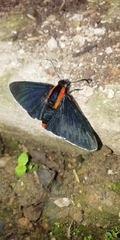 Pyrrhopyge decipiens