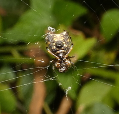 Micrathena picta