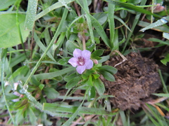 Dyschoriste decumbens